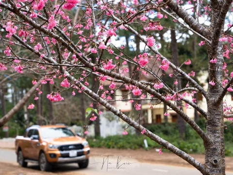 MAI ANH ĐÀO MĂNG ĐEN