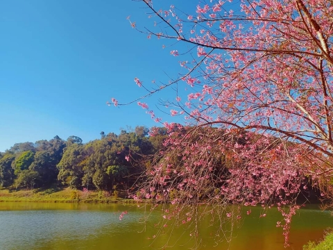 MAI ANH ĐÀO MĂNG ĐEN