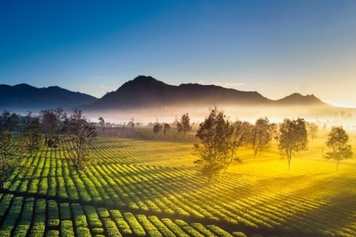 Khám phá Đồi chè Gia Lai: Hương vị thanh khiết giữa đại ngàn xanh