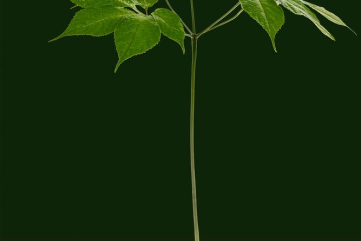 Sâm Ngọc Linh Kon Tum: Báu vật từ núi rừng đại ngàn Việt Nam