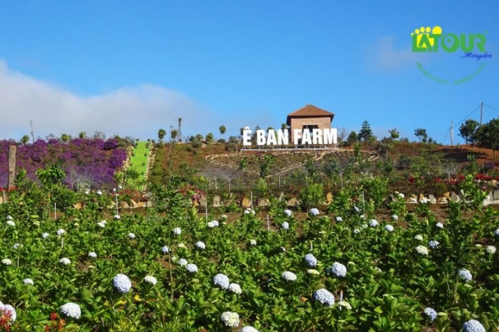 Khám phá Ê Ban Farm Măng Đen - Một địa điểm du lịch sinh thái nổi tiếng ở Kon Tum