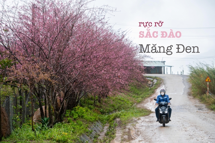 Top 5 địa điểm ngắm hoa mai anh đào đẹp nhất ở Măng Đen