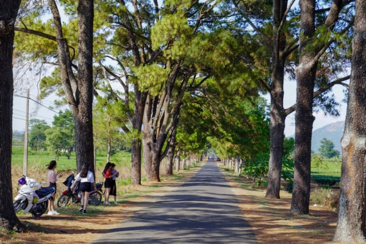 Gia Lai: Trồng thông lưu niệm, gìn giữ ký ức, phát triển bền vững