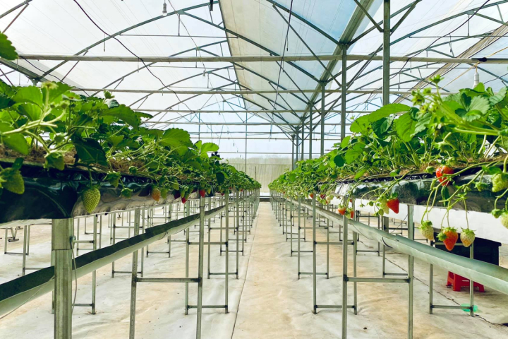 Khu Nông nghiệp Công nghệ cao Măng Đen: Điểm du lịch sinh thái độc đáo