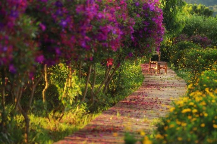 Hòa mình vào mùa hoa sim tím Kon Tum: Trải nghiệm sắc tím huyền ảo