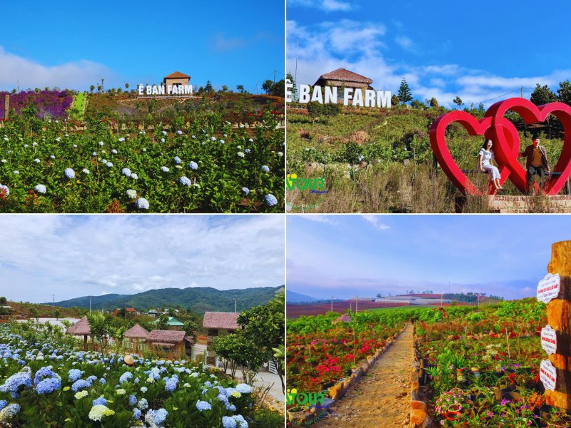 Địa điểm du lịch Măng Đen Ê Ban Farm