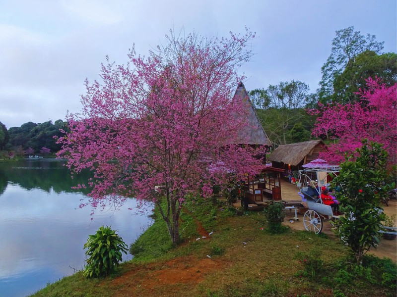 Ngắm hoa mai anh đào ở Măng Đen