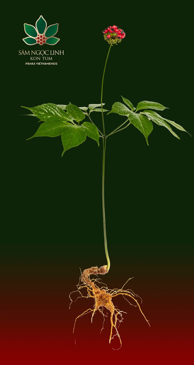 Sâm Ngọc Linh Kon Tum