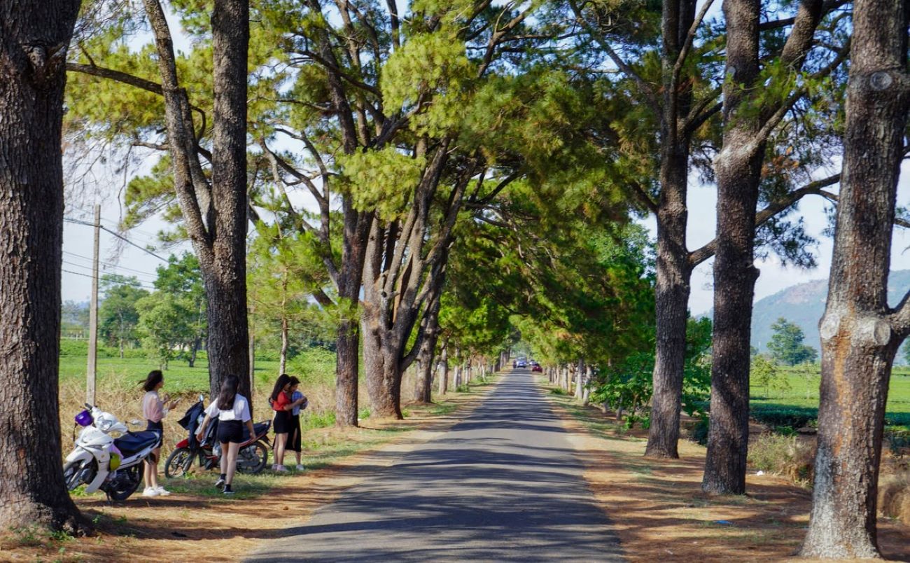 Trồng thông lưu niệm Gia Lai
