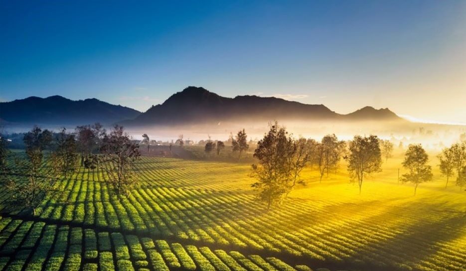 Khám phá Đồi chè Gia Lai: Hương vị thanh khiết giữa đại ngàn xanh