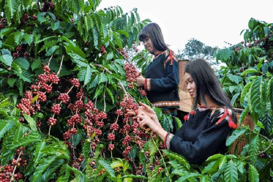 Cà phê Pleiku đặc sản: Tinh hoa cao nguyên, đậm đà khó quên.