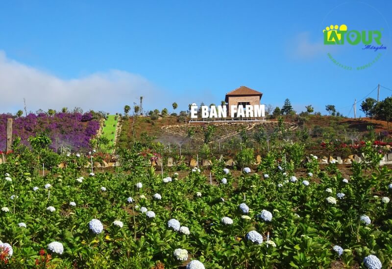 Khám phá Ê Ban Farm Măng Đen - Một địa điểm du lịch sinh thái nổi tiếng ở Kon Tum