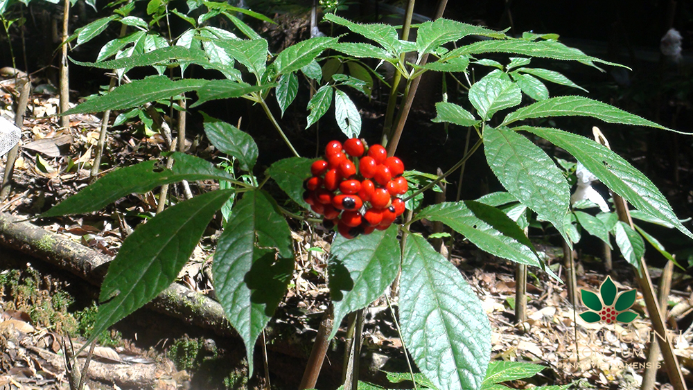 Hương vị Măng Đen đặc trưng - Đặc sản núi rừng Kon Tum say đắm.