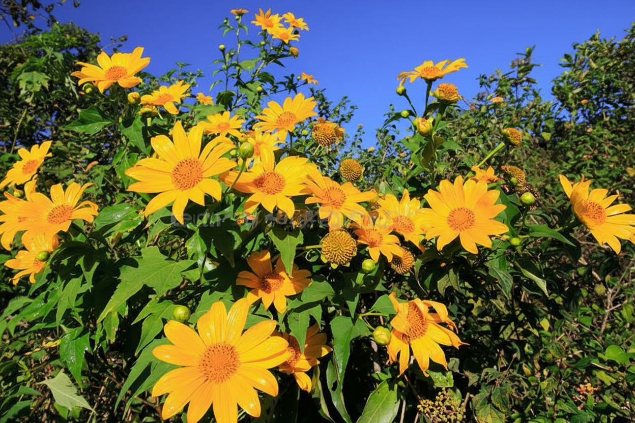 Hoa dã quỳ Chư Đăng Ya