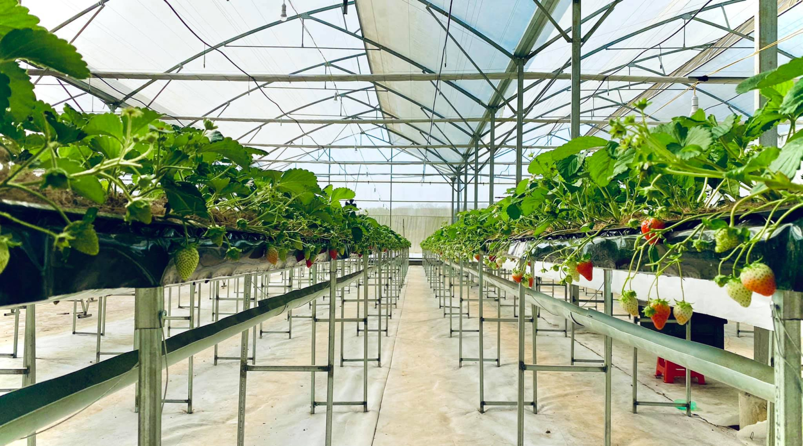 Khu Nông nghiệp Công nghệ cao Măng Đen: Điểm du lịch sinh thái độc đáo