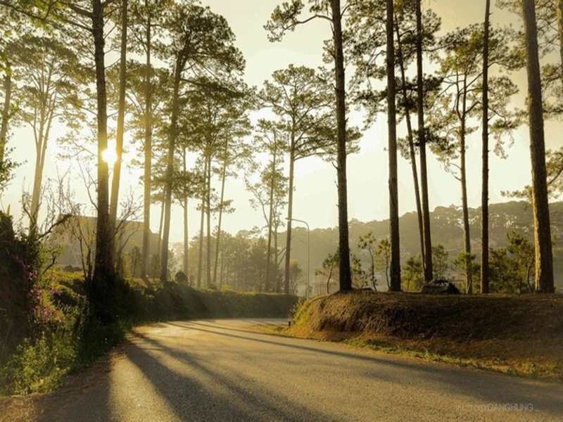 Khám phá Rừng Thông Măng Đen – Vẻ đẹp hoang sơ giữa đại ngàn Tây Nguyên